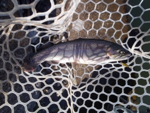 朝霞ガーデン 釣果