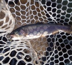 朝霞ガーデン 釣果