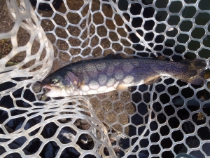 朝霞ガーデン 釣果