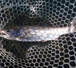 朝霞ガーデン 釣果