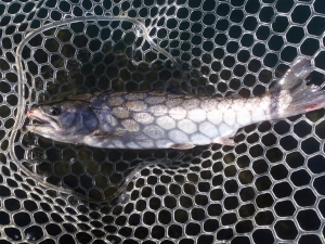 朝霞ガーデン 釣果