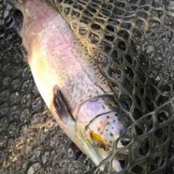 フィッシング サンクチュアリ 釣果