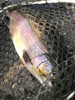 フィッシング サンクチュアリ 釣果