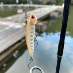 フィッシング サンクチュアリ 釣果