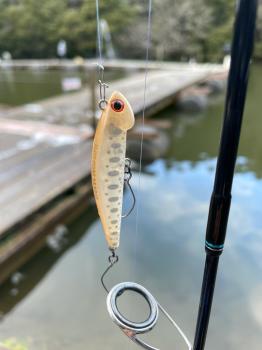 フィッシング サンクチュアリ 釣果