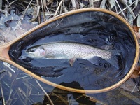 秩父フライフィールド 釣果