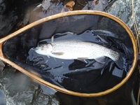 秩父フライフィールド 釣果