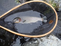 秩父フライフィールド 釣果