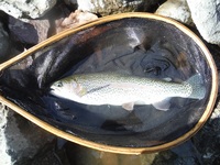 秩父フライフィールド 釣果