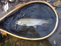 秩父フライフィールド 釣果