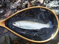 秩父フライフィールド 釣果