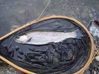 秩父フライフィールド 釣果