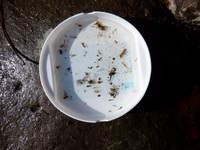 秩父フライフィールド 釣果