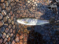 秩父フライフィールド 釣果