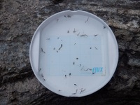 秩父フライフィールド 釣果