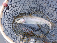 秩父フライフィールド 釣果