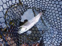 秩父フライフィールド 釣果