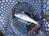 秩父フライフィールド 釣果