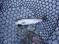 秩父フライフィールド 釣果