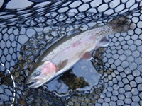 秩父フライフィールド 釣果