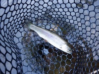 秩父フライフィールド 釣果