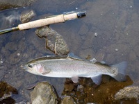秩父フライフィールド 釣果