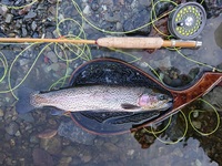 秩父フライフィールド 釣果