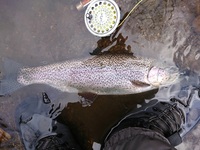 秩父フライフィールド 釣果