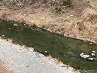 秩父フライフィールド 釣果