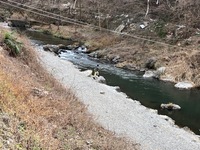 秩父フライフィールド 釣果