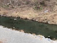 秩父フライフィールド 釣果