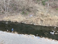 秩父フライフィールド 釣果