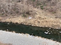 秩父フライフィールド 釣果