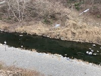 秩父フライフィールド 釣果