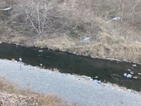 秩父フライフィールド 釣果