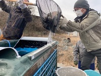 秩父フライフィールド 釣果
