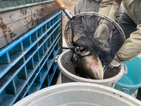 秩父フライフィールド 釣果