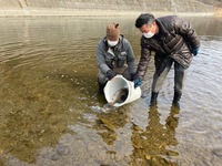 秩父フライフィールド 釣果