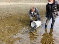 秩父フライフィールド 釣果