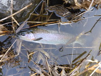 秩父フライフィールド 釣果