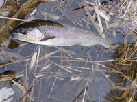 秩父フライフィールド 釣果