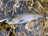 秩父フライフィールド 釣果