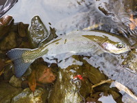 秩父フライフィールド 釣果