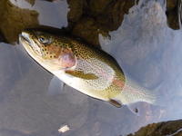 秩父フライフィールド 釣果