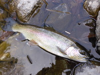 秩父フライフィールド 釣果