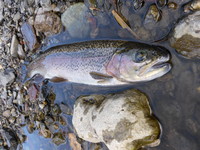 秩父フライフィールド 釣果