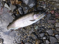 秩父フライフィールド 釣果