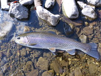 秩父フライフィールド 釣果