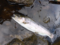 秩父フライフィールド 釣果