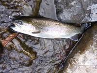 秩父フライフィールド 釣果